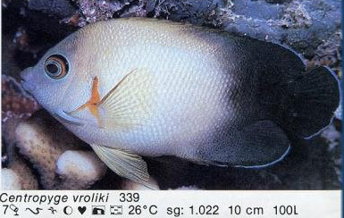 Centropyge vroliki